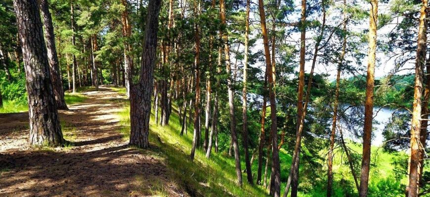 лес Солотча