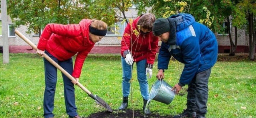 высадка деревьев