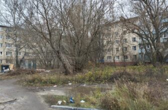 старые деревья