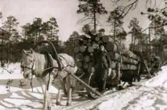 лесозаготовка