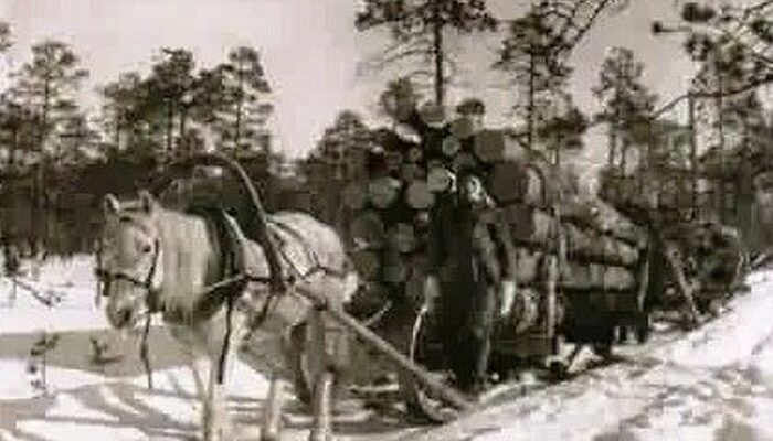 лесозаготовка