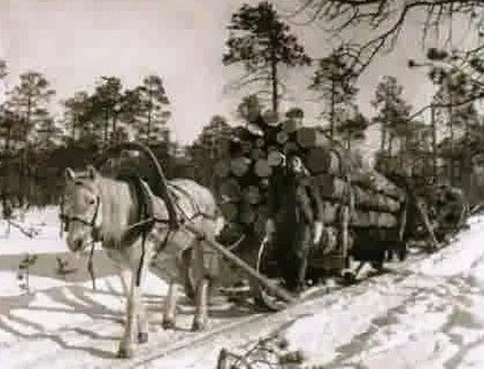 лесозаготовка