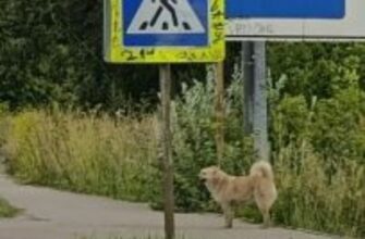 Собачка