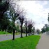 Сухостои
