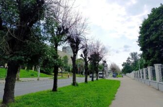 Сухостои