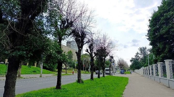 Сухостои